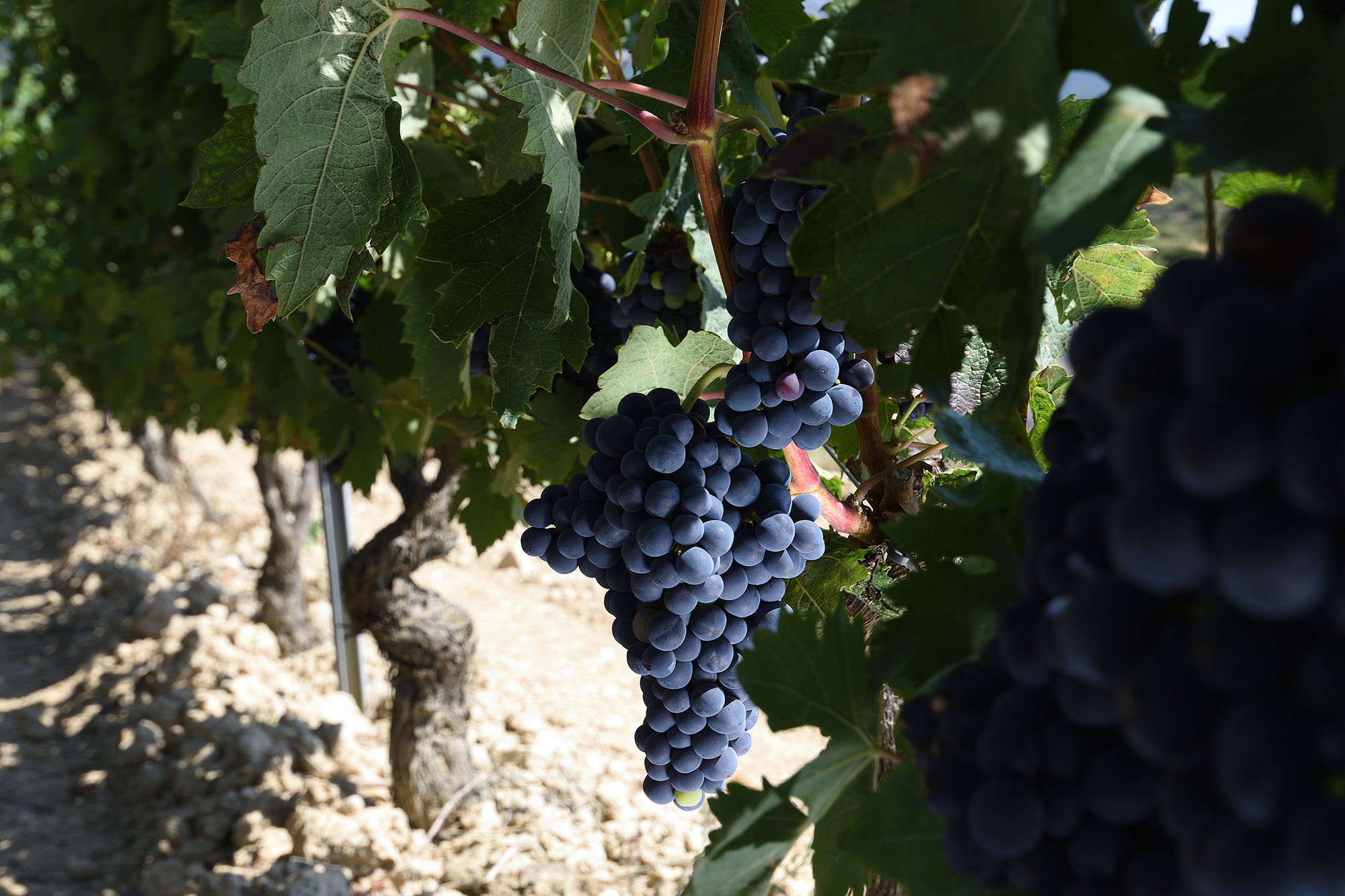 Tempranillo - Bodegas Sonsierra