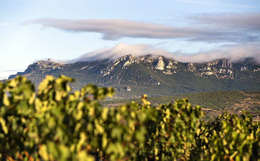 Single Vineyard La Artesilla - Viñedo Singular