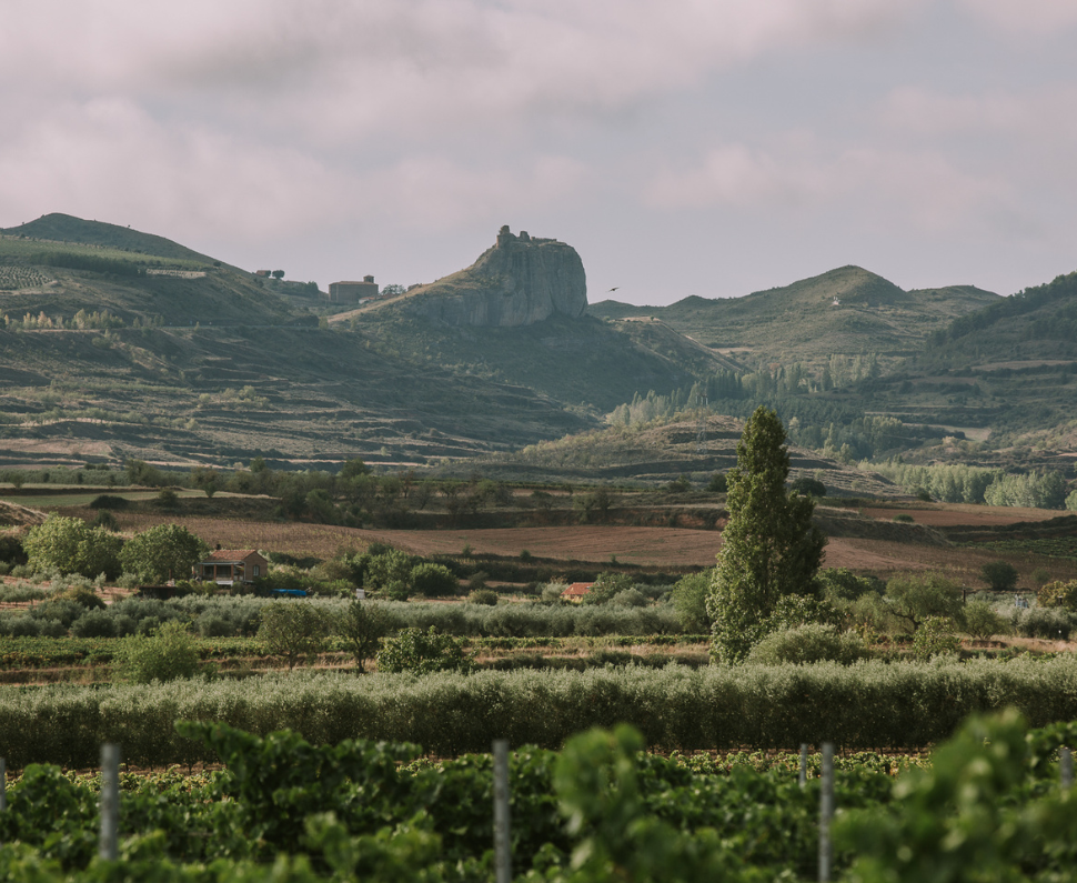 High altitude vineyards, Clavijo, La Rioja