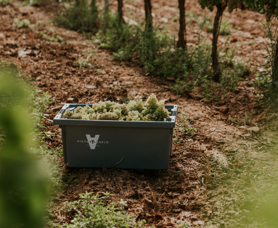 Garnacha Blanca harvest