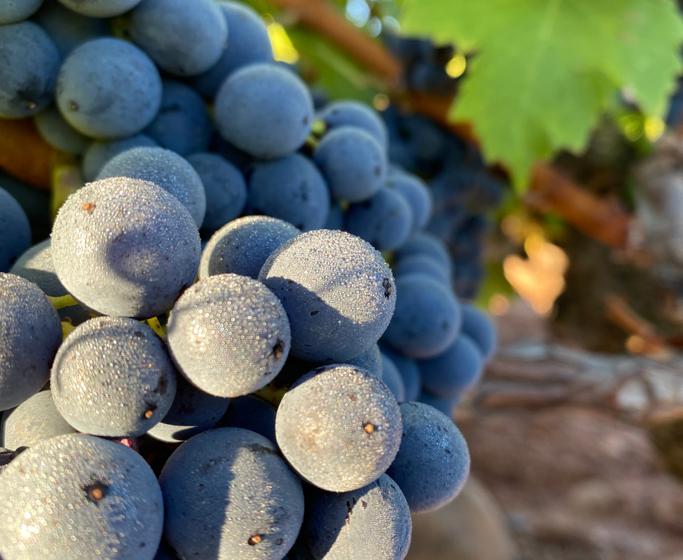 Garnacha Tinta in Sojuela, old vines