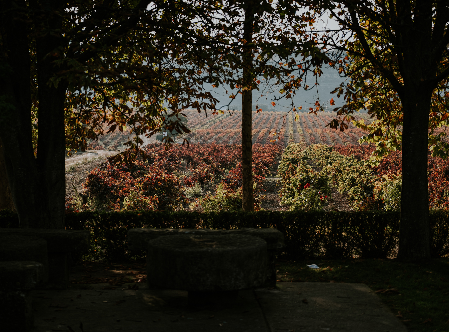 Exteriores Viñedos del Contino