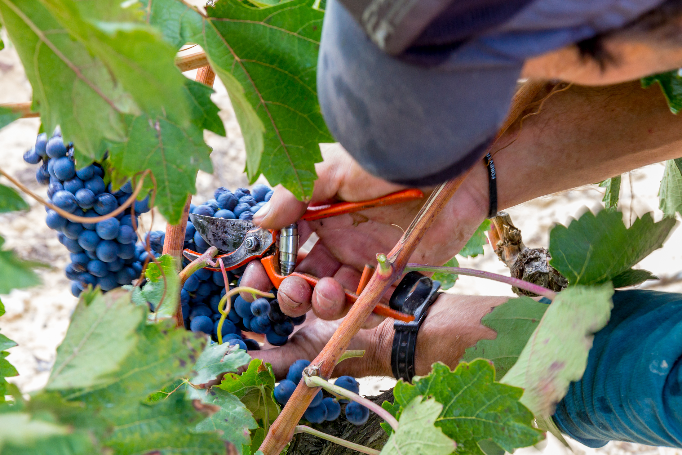 Bodegas Castillo de Mendoza
