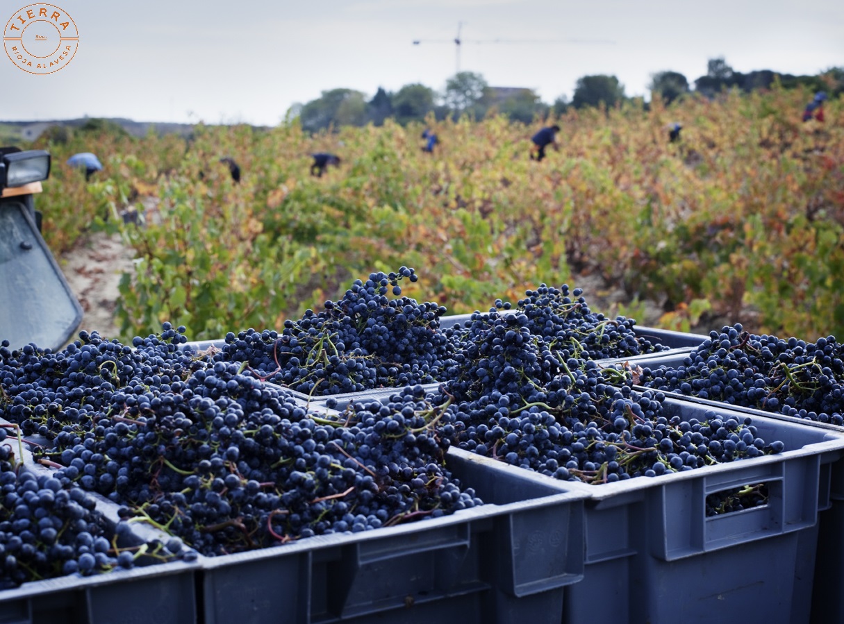 VIÑEDO BODEGAS TIERRA