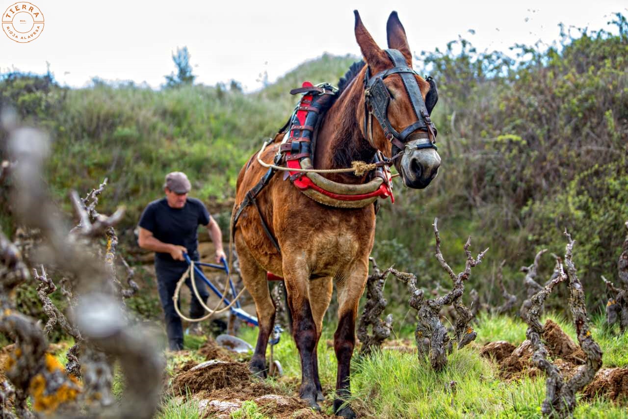 VIÑEDO BODEGAS TIERRA