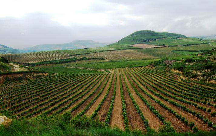 Viñedo - Bodegas Sonsierra