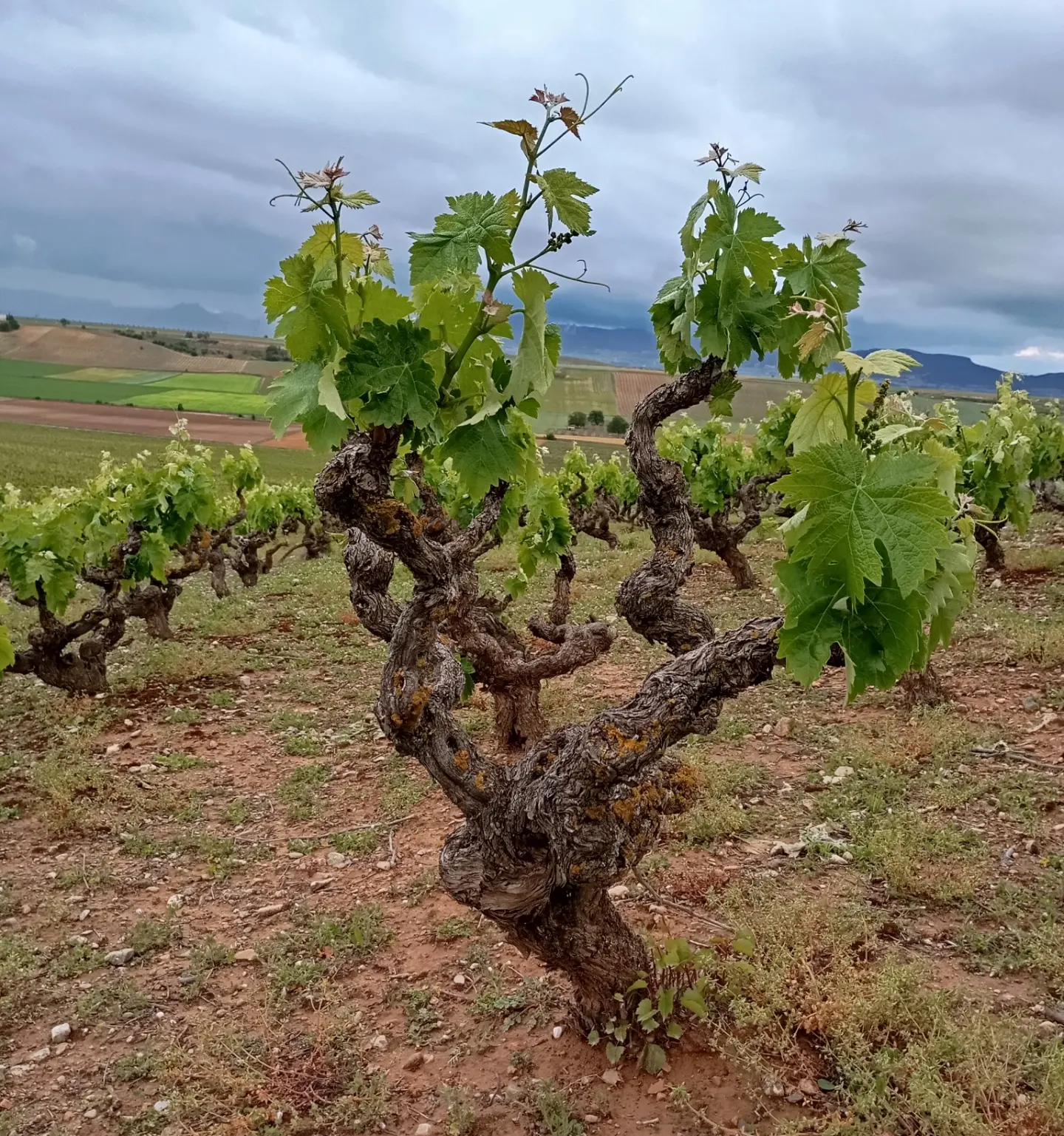 GARNACHEANDO